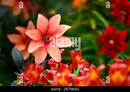 dahlia, peinige Dahlien, Sämling, Pfirsichorange Blumen, Blüte, Blume, bienenfreundlich, tierfreundlich, Nektar reich, RM floral Stockfoto