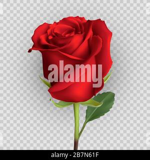 Realistisches Rosen-Design isoliert auf Hintergrund, Vektorgrafiken Stock Vektor