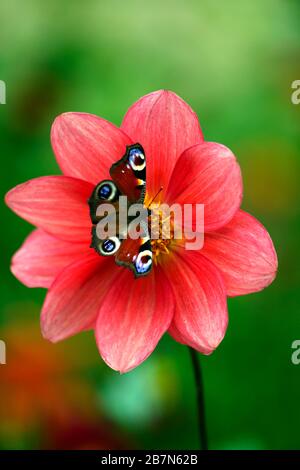 dahlia, Pfauenschmetterling Fütterung auf Blume, Aglais io, Pfirsich-Dahlien, Sämling, Pfirsich-Orange-Blumen, Blüte, Bienenfütterung, bienenfreundlich, Tiergarten Stockfoto