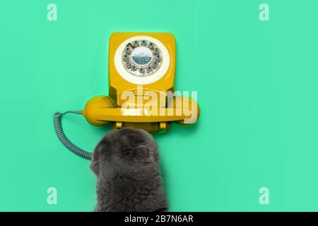 Rotationstelefon und Katze im Retro-Look auf grünem Minzfarbenhintergrund. Flaches Layout, Draufsicht, Kopierbereich. Stockfoto