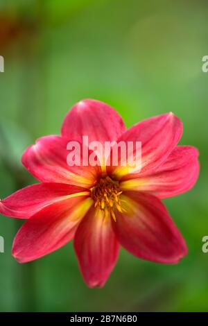 dahlia, peinige Dahlien, Sämling, Pfirsichorange Blumen, Blüte, Blume, bienenfreundlich, tierfreundlich, Nektar reich, RM floral Stockfoto