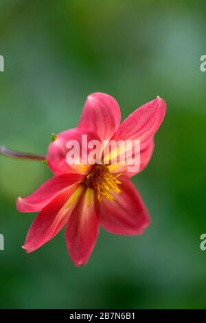 dahlia, peinige Dahlien, Sämling, Pfirsichorange Blumen, Blüte, Blume, bienenfreundlich, tierfreundlich, Nektar reich, RM floral Stockfoto