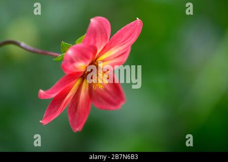 dahlia, peinige Dahlien, Sämling, Pfirsichorange Blumen, Blüte, Blume, bienenfreundlich, tierfreundlich, Nektar reich, RM floral Stockfoto