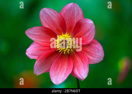 dahlia, peinige Dahlien, Sämling, Pfirsichorange Blumen, Blüte, Blume, bienenfreundlich, tierfreundlich, Nektar reich, RM floral Stockfoto