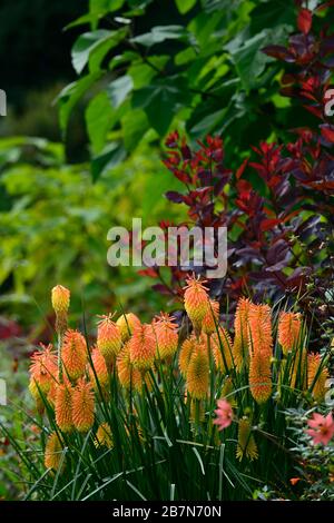 kniphofia Tawny King, rot Hot Poker tawny King, Orange, Blume, Blumen, Spitzen, Stacheln, Blähungen, Kotinus, Smokebush, lila Blätter, Laub, RM Floral Stockfoto