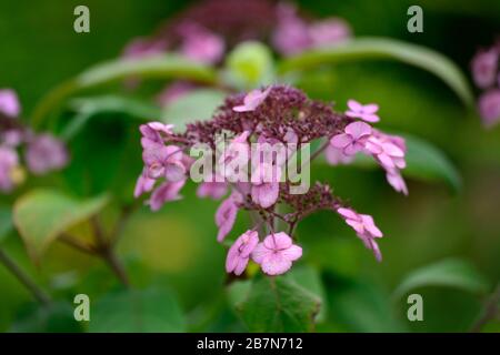 Hydrangea Aspera, Rosa, Pink, Lila, Hortensien, Blumen, Blume, Blüte, RM Floral Stockfoto