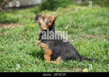 Schöner Welpe von Norwich Terrier im Garten Stockfoto