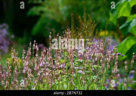 Persicaria amplexicaulis, rosa Blumen, Blume, Blüte, Spitze, Kirsche, Spitzen, mehrjährig, RM Floral Stockfoto