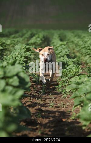 Wunderschöner American Pit Bull Terrier allein Stockfoto