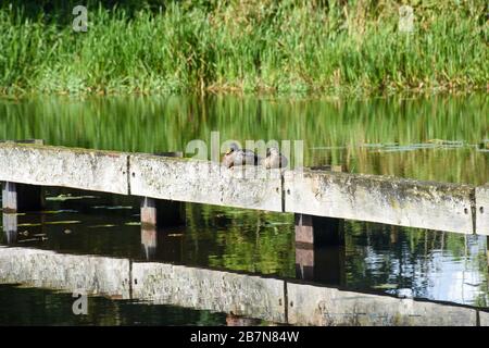 Zwei Mallard-Enten [Anas platyrhynchos] ruhen im Sonnenschein auf einer Holzbarriere am Rande des Montgomery-Kanals in Shropshire. Stockfoto