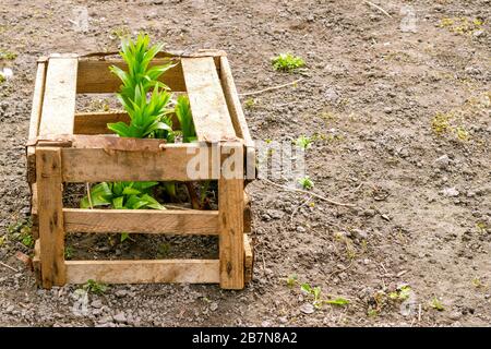 Die im Garten oder im Hinterhof wachsende Blume der Krone Imperial oder Fritillaria imperialis ist vor Wind und Beschädigung mit alter Holzkiste geschützt. Hausgar Stockfoto