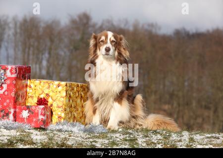 Fantastischer australischer Hirte mit weihnachtsgeschenken im Winter Stockfoto