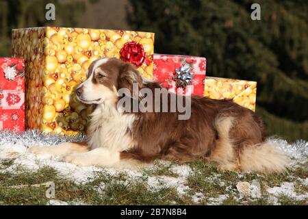 Fantastischer australischer Hirte mit weihnachtsgeschenken im Winter Stockfoto