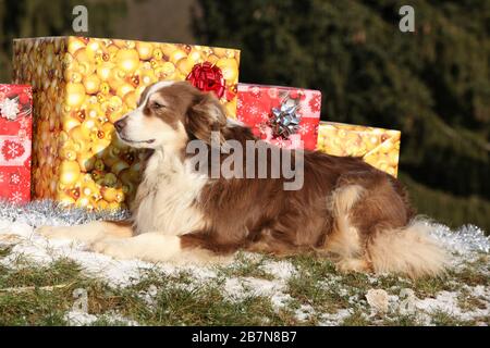 Fantastischer australischer Hirte mit weihnachtsgeschenken im Winter Stockfoto