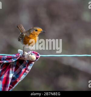 Der europäische Robin (Erithacus rubecula) thront auf einem Holzpflock auf einer Waschstraße Stockfoto