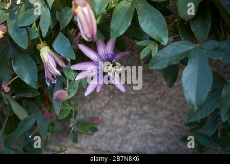 Passiflora Caerulea Stockfoto