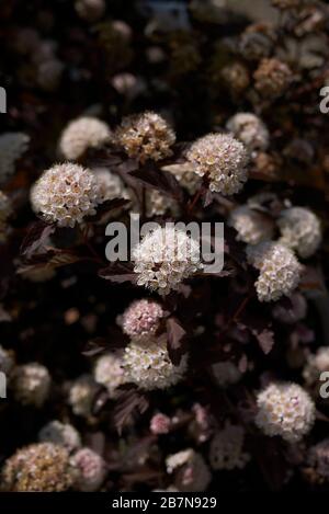 Physocarpus opulifolius Stockfoto