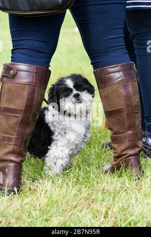 Der kleine schwarze und weiße Hund auf einem Feld blickt auf die Kamera, zwischen den Beinen des Besitzers. Stockfoto