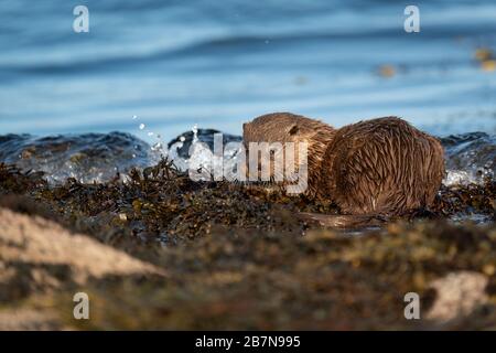 Europäischer Otter Cub (Lutra Lutra) ruht auf dem Ufer des Lochs Stockfoto