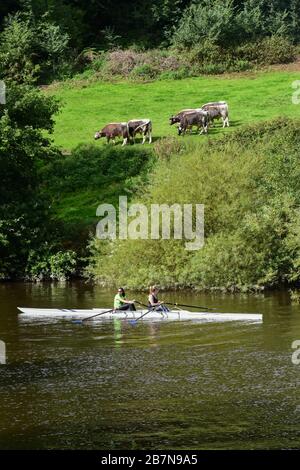 Zwei junge Frauen, die am Fluss Severn in Shrewsbury rudern, passieren eine kleine Herde von Kühen auf dem Ufer über ihnen. Stockfoto