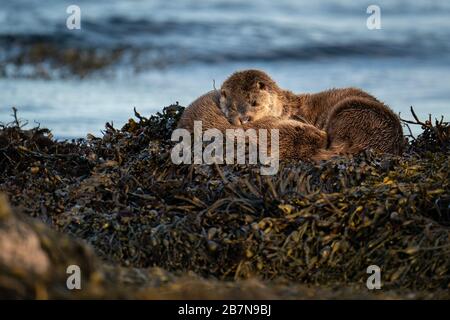 Nahaufnahme der europäischen Otter (Lutra Lutra) Mutter und der auf einem Bett aus Kelp schlafenden Quader Stockfoto