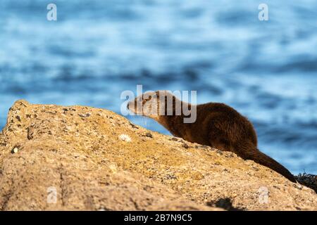 Der junge Europäer Otter Cub auf einem Felsen, der erwartungsvoll auf die Rückkehr seiner Mütter wartet Stockfoto