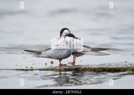 Gemeinsame Tern - Sterna hirundo, schöne weiße und schwarze Terne aus europäischem Süßwasser und Meeresküsten, Hortobagy, Ungarn. Stockfoto