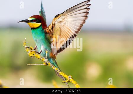 Der Bienenfresser sitzt auf einem Zweig, der seine Flügel ausbreitet Stockfoto