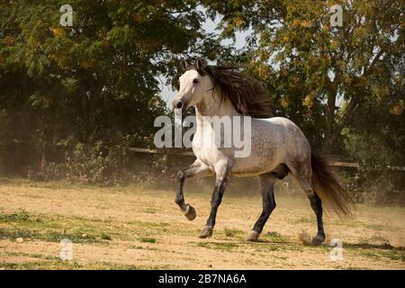 VOR Stallion im Galopp, Andalusien, Spanien Stockfoto