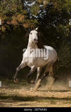 VOR Stallion im Galopp, Andalusien, Spanien Stockfoto