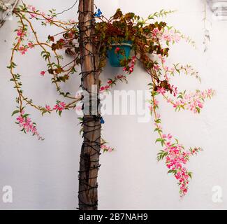 Atemberaubend Estepona, Spanien. Die Stadt der Blumen. Jede gepflasterte Straße ist mit ihren einzelnen farbigen Blumentöpfen gesäumt. Geschäfte, Restaurants, Kultur. Stockfoto