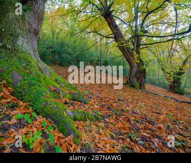 Mosige Wurzeln und umgestürzte Blätter im Herbst in einem Wald aus Kastanienbäumen Stockfoto