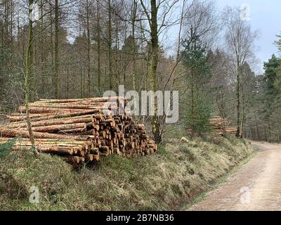 Baumfällung im Cropton Forest, durchgeführt von Forestry England. Stockfoto