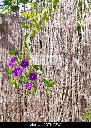 Strandspaziergang am Strand Estepona, Marbella, Spanien. Wunderbarer Februartag, wenn der Frühling ins Leben bricht. Häuser, Wassermühle, Flora und Fauna. Stockfoto