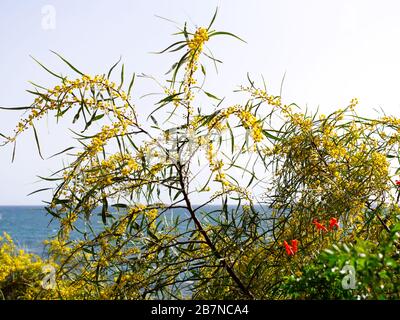 Strandspaziergang am Strand Estepona, Marbella, Spanien. Wunderbarer Februartag, wenn der Frühling ins Leben bricht. Häuser, Wassermühle, Flora und Fauna. Stockfoto