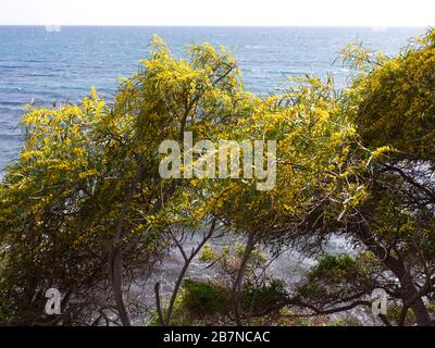 Strandspaziergang am Strand Estepona, Marbella, Spanien. Wunderbarer Februartag, wenn der Frühling ins Leben bricht. Häuser, Wassermühle, Flora und Fauna. Stockfoto