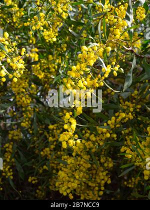 Strandspaziergang am Strand Estepona, Marbella, Spanien. Wunderbarer Februartag, wenn der Frühling ins Leben bricht. Häuser, Wassermühle, Flora und Fauna. Stockfoto