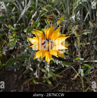 Strandspaziergang am Strand Estepona, Marbella, Spanien. Wunderbarer Februartag, wenn der Frühling ins Leben bricht. Häuser, Wassermühle, Flora und Fauna. Stockfoto