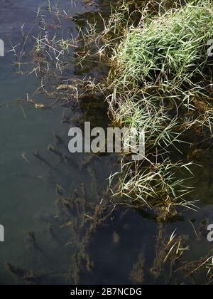 Strandspaziergang am Strand Estepona, Marbella, Spanien. Wunderbarer Februartag, wenn der Frühling ins Leben bricht. Häuser, Wassermühle, Flora und Fauna. Stockfoto