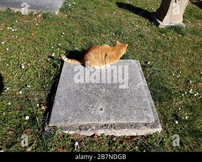 ROM, ITALIEN - 7. FEBRUAR 2020: Rote Katze auf dem Grab des Schweizer Malers Francis Knebet Stockfoto