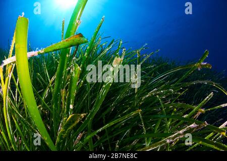 Unterwasseransicht der Neptun-Seegras (Posidonia oceanica) Wiese im Naturpark Ses Salines (Formentera, Balearen, Mittelmeer, Spanien) Stockfoto