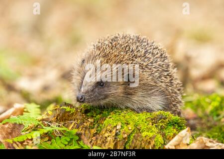 Igel (wissenschaftlicher Name: Erinaceus Europaeus) wilder, heimischer, europäischer Igel, der im Frühjahr aus dem Winterschlaf auftaucht. Nach links über grünem Moos Stockfoto