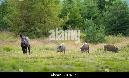 Wildschweinherde mit Sau und drei Nebenfrüchten, die auf Wiese in Bergen weiden Stockfoto