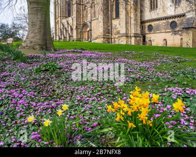 Cyclamen und Narzissen blühen unter einem Baum in der Ripon Cathedral im Frühjahr Ripon North Yorkshire England Stockfoto