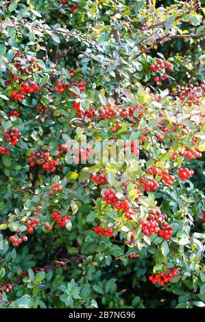 Vertikaler Schuss von grünem Strauch mit roten Beeren Stockfoto