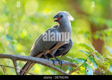 Grauer Lourie (Go-Away Bird) thront in einem Baum im Kruger National Park, Südafrika Stockfoto
