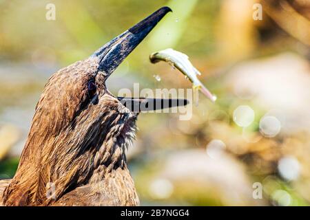 Porträt eines Hamerkops, der im Kruger National Park, Südafrika, gefangenen Fisch in Thair warf Stockfoto