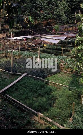 Singapur-Malay-Baumschul-Aquarienpflanzen Stockfoto