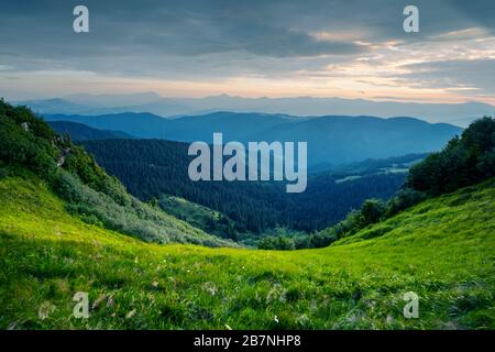 Üppig grünes Gras bedeckte Berge Wiese im Sommer. Weiches Sonnenaufgangslicht, das auf einem Vordergrund leuchtet. Landschaftsfotografie. Hintergrund der Natur Stockfoto