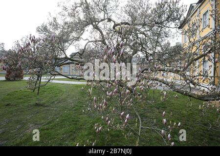 17. März 2020, Thüringen, Gera: Die Blüte einer magnolie beginnt in der Orangerie zu blühen. Foto: Bodo Schackow / dpa-Zentralbild / dpa Stockfoto